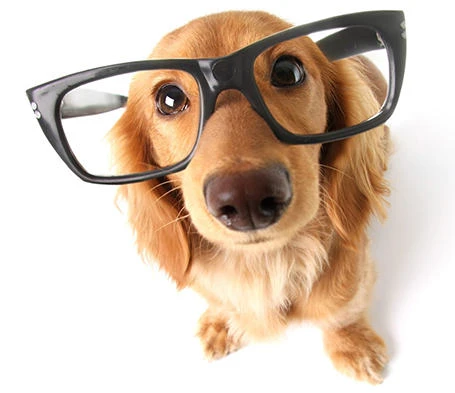 Brain Training for Dogs official website